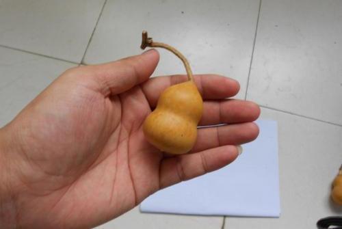 葫芦什么时候摘？怎样剥温婉葫芦？这些你都知道吗？