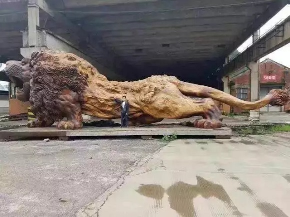 黄金樟树根雕刻狮子，高3.8米宽2.8米，价格1800万