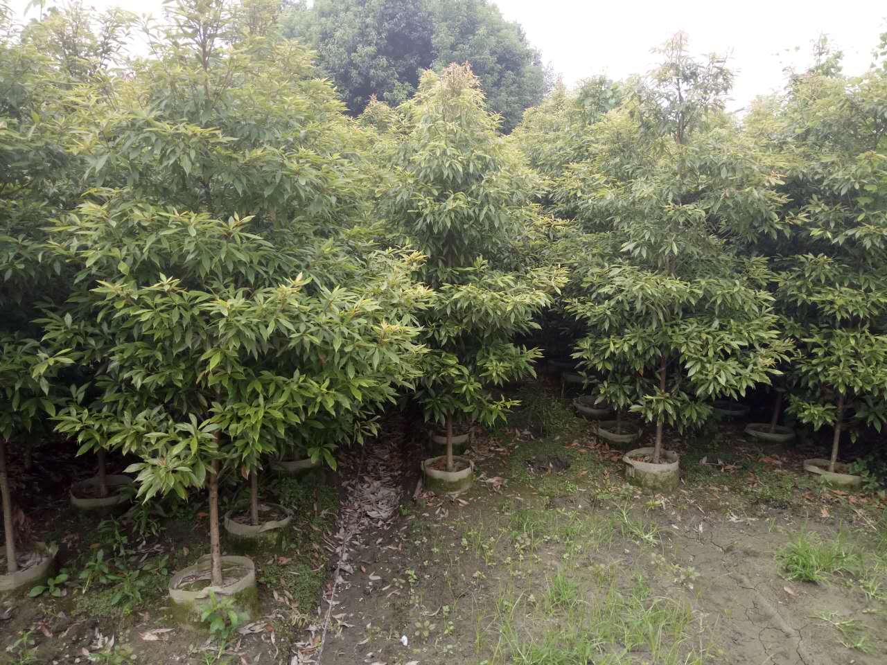 金丝楠木是什么树？金丝楠木树有哪些特性